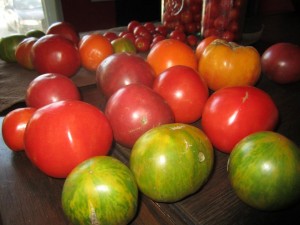 Barbara Kingsolver swears by 15 Tomato Plants for a Family of Four