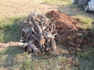 Sticks in hugelkulture.