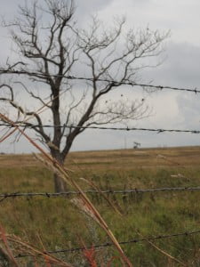 leafless tree, barbed wire, prairie grass, pumpjack
