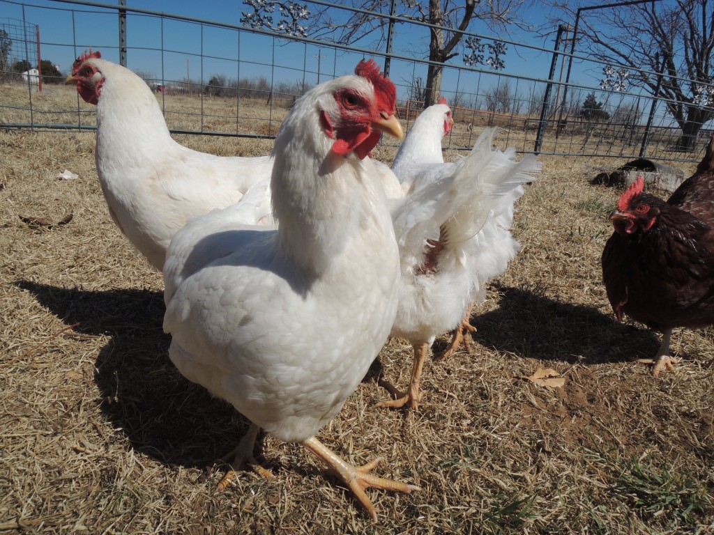 7 ladies and 1 rooster, not sure of the breed