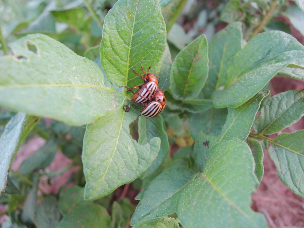 The Colorado Potato Beetle; Leptinotarsa decemlineata.