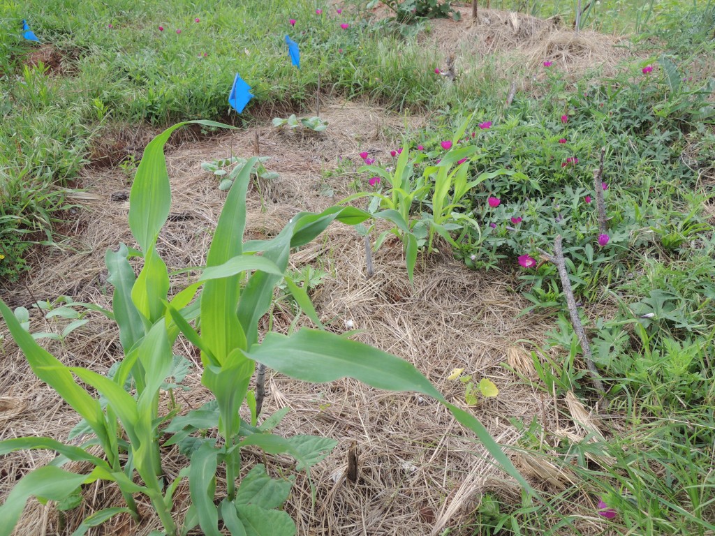 Corn with Beans Growing around the Mounds Week 2