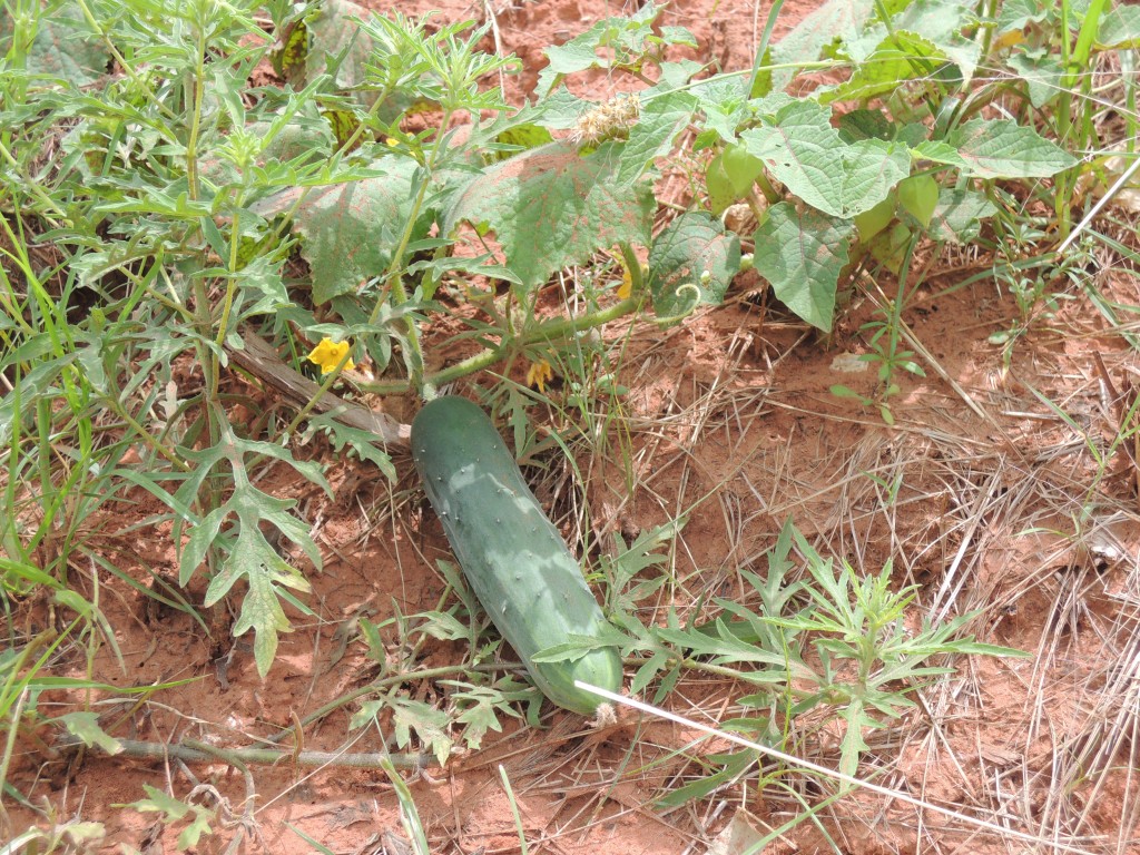 A Cucumber on a hugelkultur