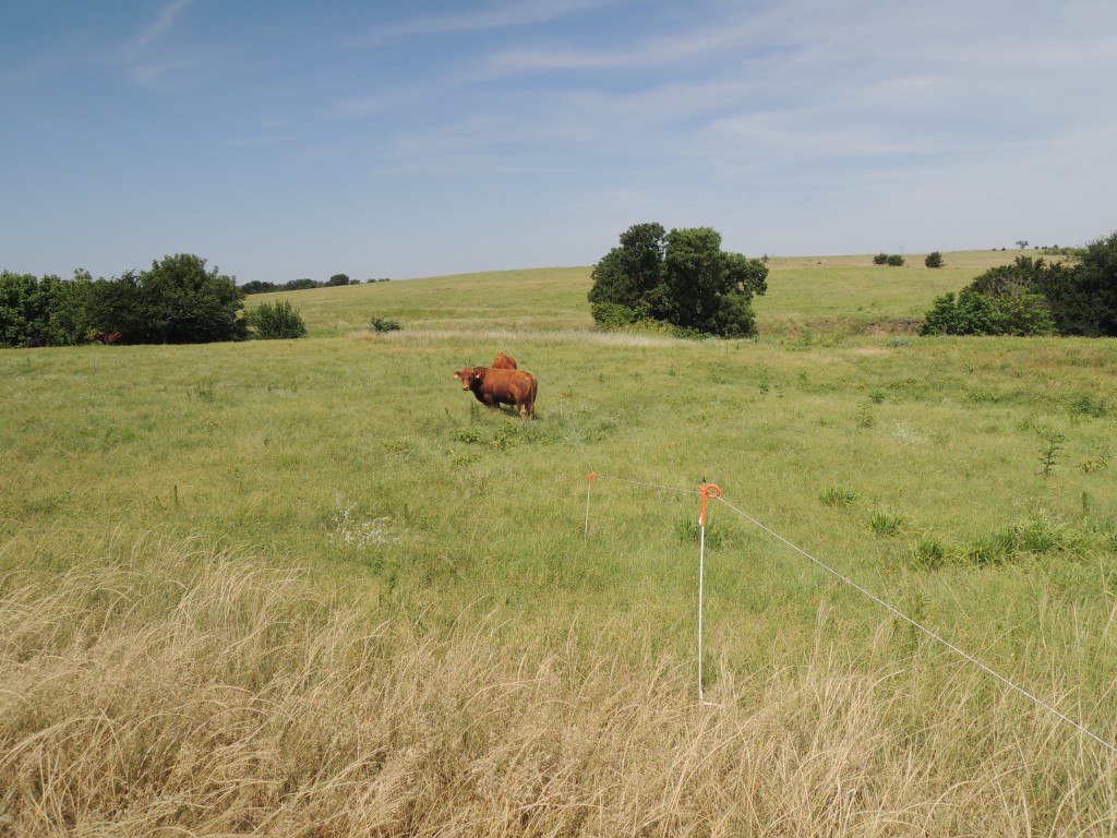 Learning Rotational Grazing
