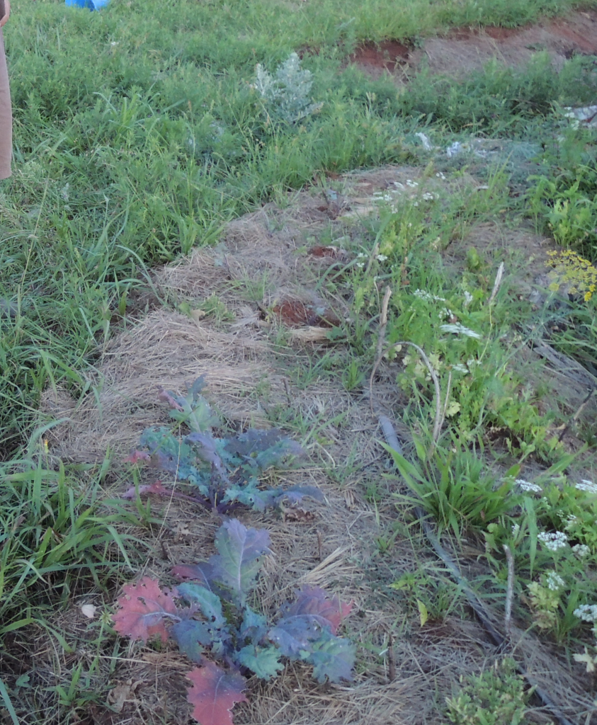 Kale in the "kitchen garden," just prior to devastation by grasshoppers