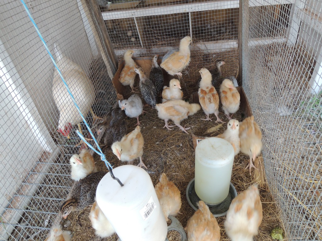 Mamma Hen patrols the border of the chicks' and guineas' cage