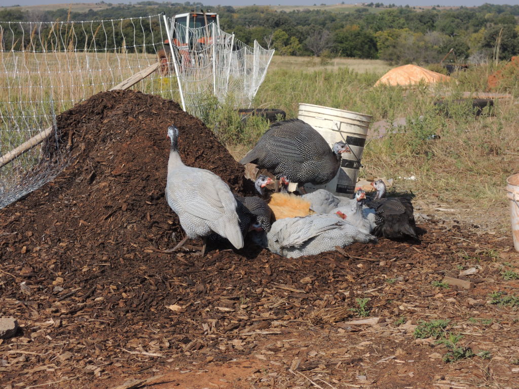 Guineas and "Little Roo" dirt bathing in the compost pile