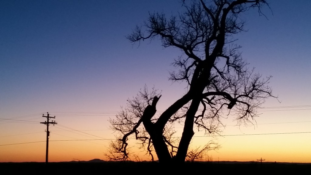 Sunset behind a Southwest Oklahoma Oak