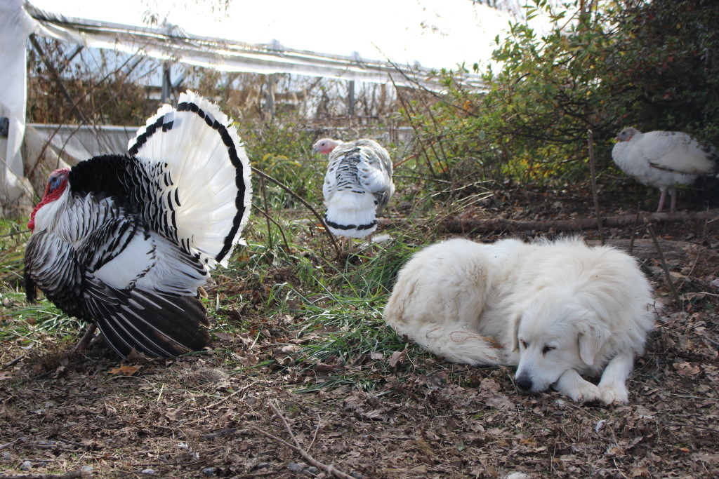 A southern Illinois Tom, his lady-friend, and Mowgli, the Pyrenees 