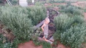 boy in garden