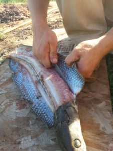 cutting the gar fish