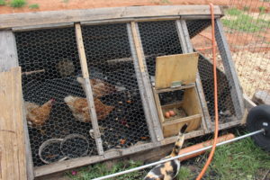 eggs chickens off grid home-farm