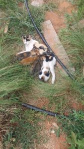 kittens, home-farm