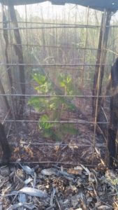 mulberry tree, grasshopper control, home-farm, black iron, august, 2018