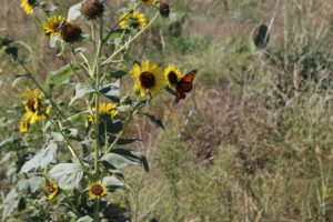 butterflies, sunflowers, home-farm, 2018, native wildflowers