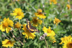 butterfly on perennial sunflower, oklahoma, wildflowers, september 2018
