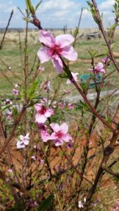 springtime, home-farm, 2019, peach tree, 