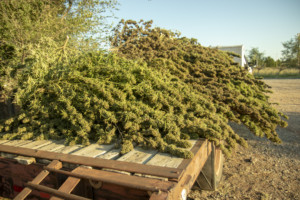 harvested plants on truck bed cbd hemp