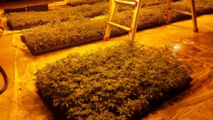 baby hemp plants