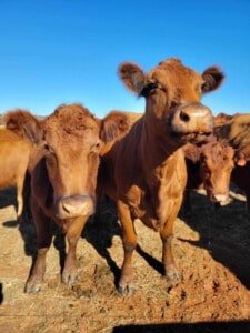 cattle