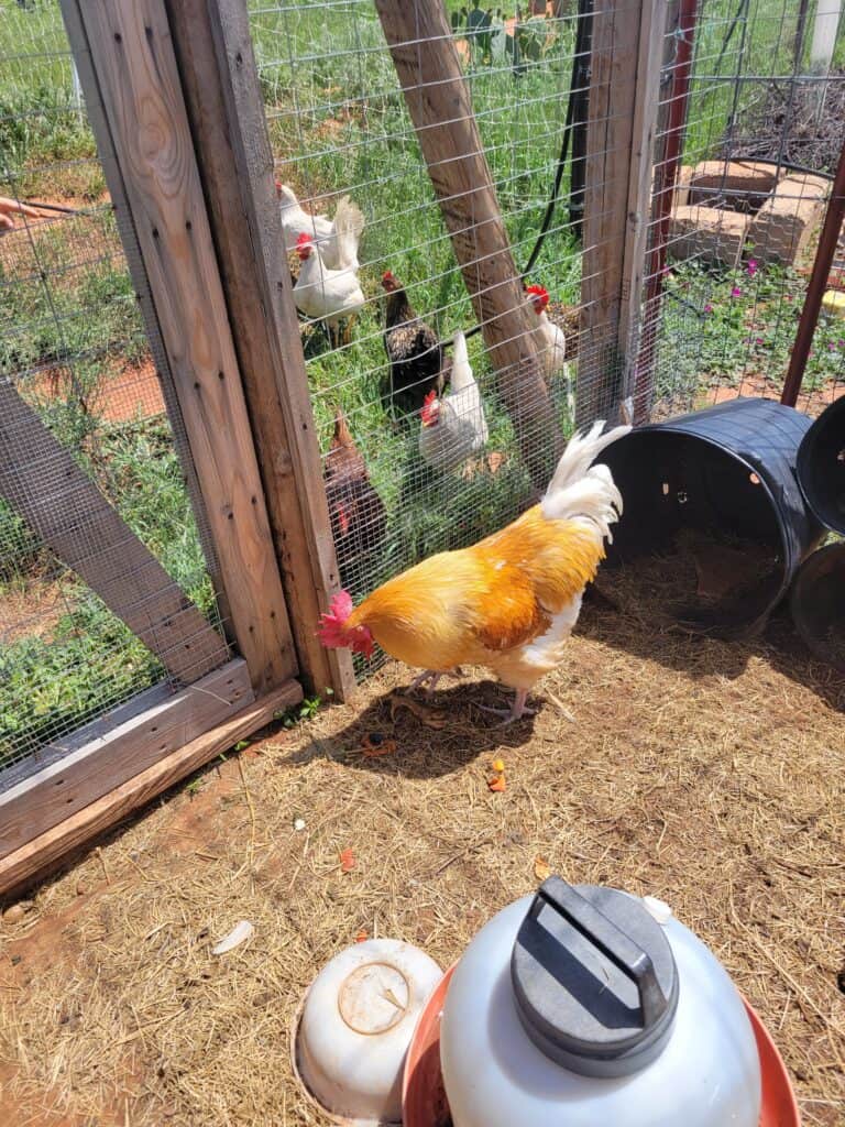 Rooster separated from hens